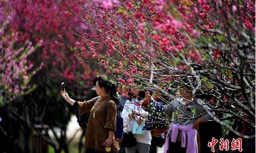 福州森林公园桃花-福州森林公园桃花图片