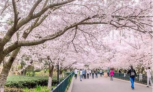 中山公园樱花花期-中山公园樱花什么时候开