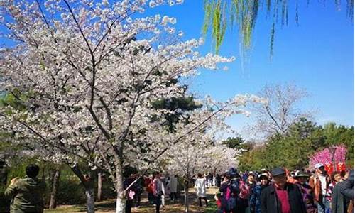 清明节去哪里玩比较好-清明节去哪里玩比较好辽宁