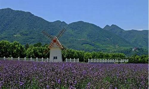 西安薰衣草庄园开放了吗-西安薰衣草庄园